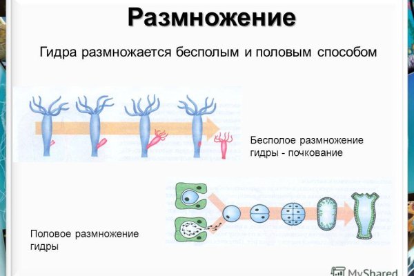 Ссылки на кракен мегу