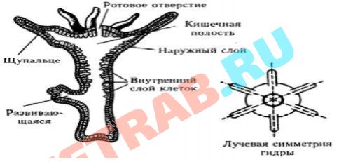 Кракен сайт onion